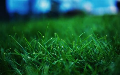 grass green background|free grass images.